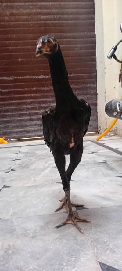BLACK SHAMO female for sell 03209736796