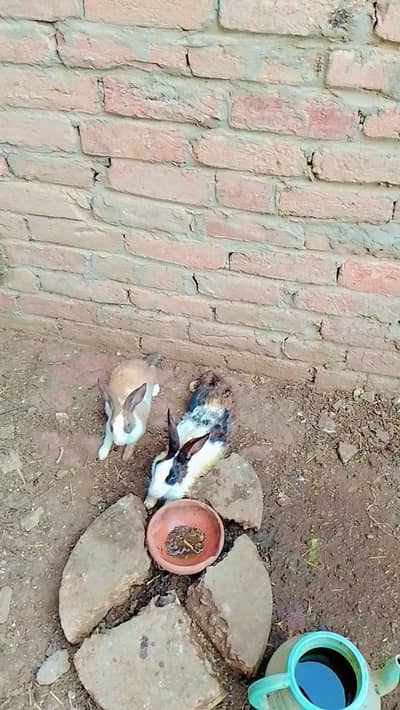 5 Rabbits for sale
