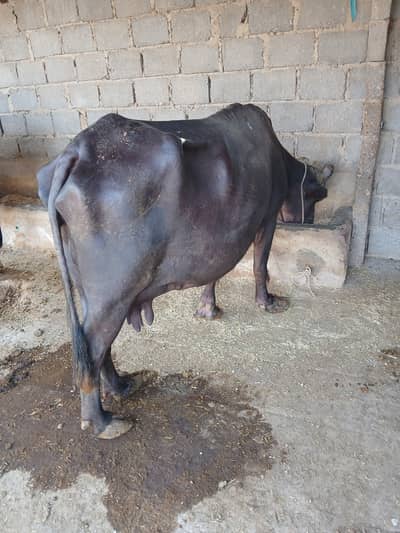 Bhains for sell taza sowa 20 din ka kata