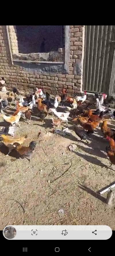 Fresh desi golden hens
