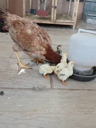 Aseel murgri with 6 chicks