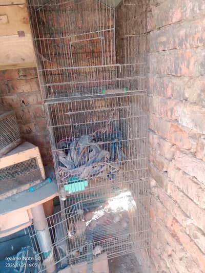 cage for sale