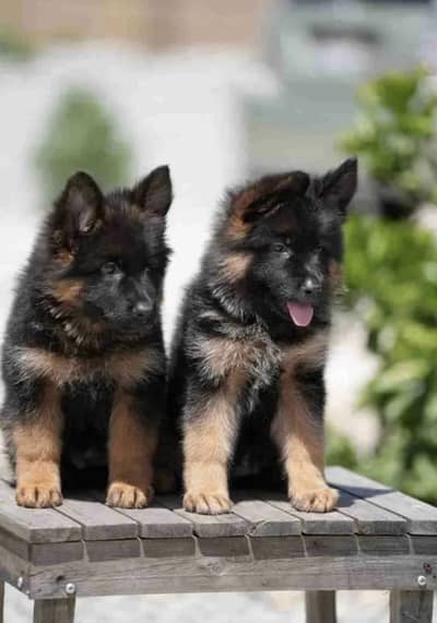 German Shepherd puppies 92@330*540*6115