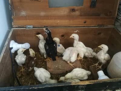 Aseel Hera Chicks