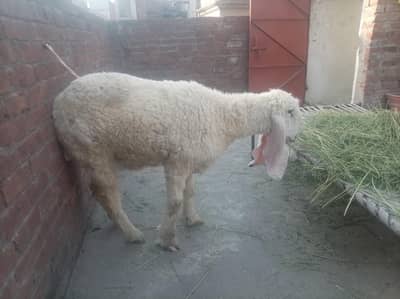 kajli sheep 4 dant