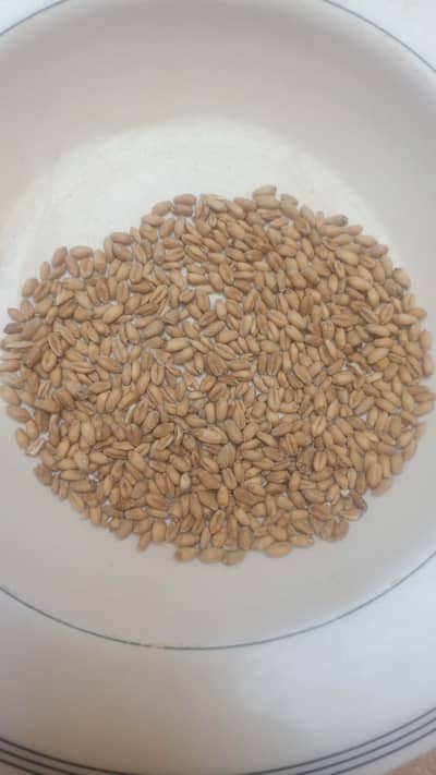 wheat seed