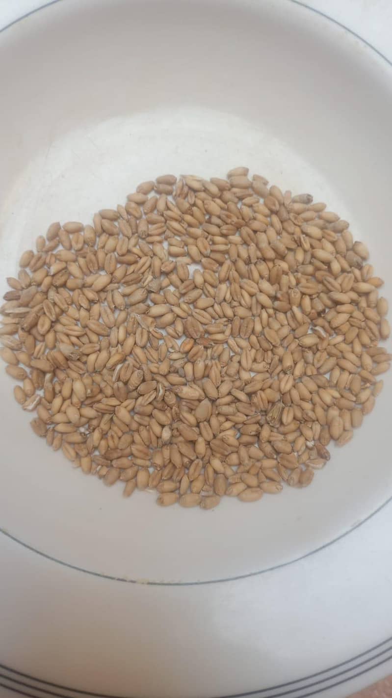 wheat seed 0