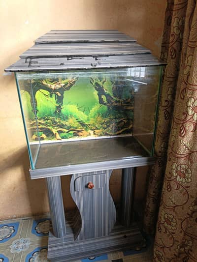 Fish Aquarium 