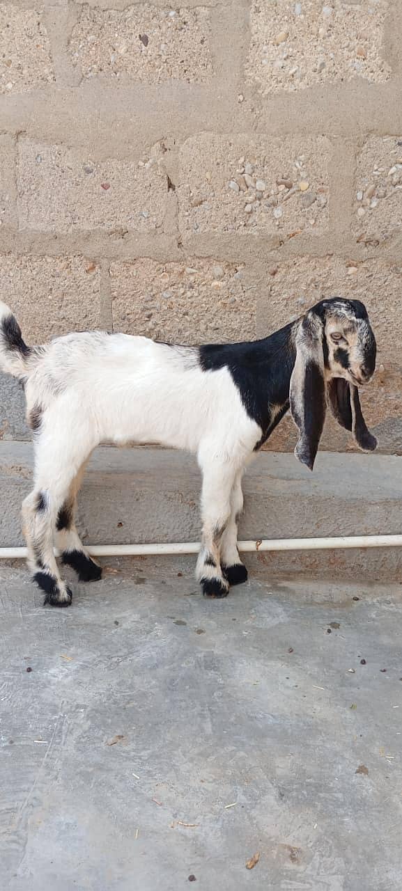 Bakra 0