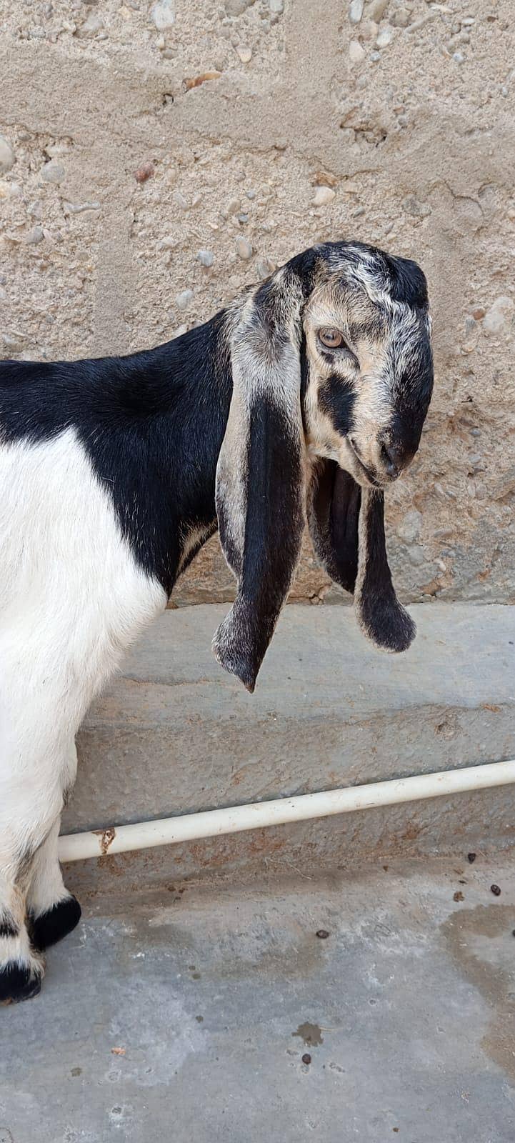 Bakra 1