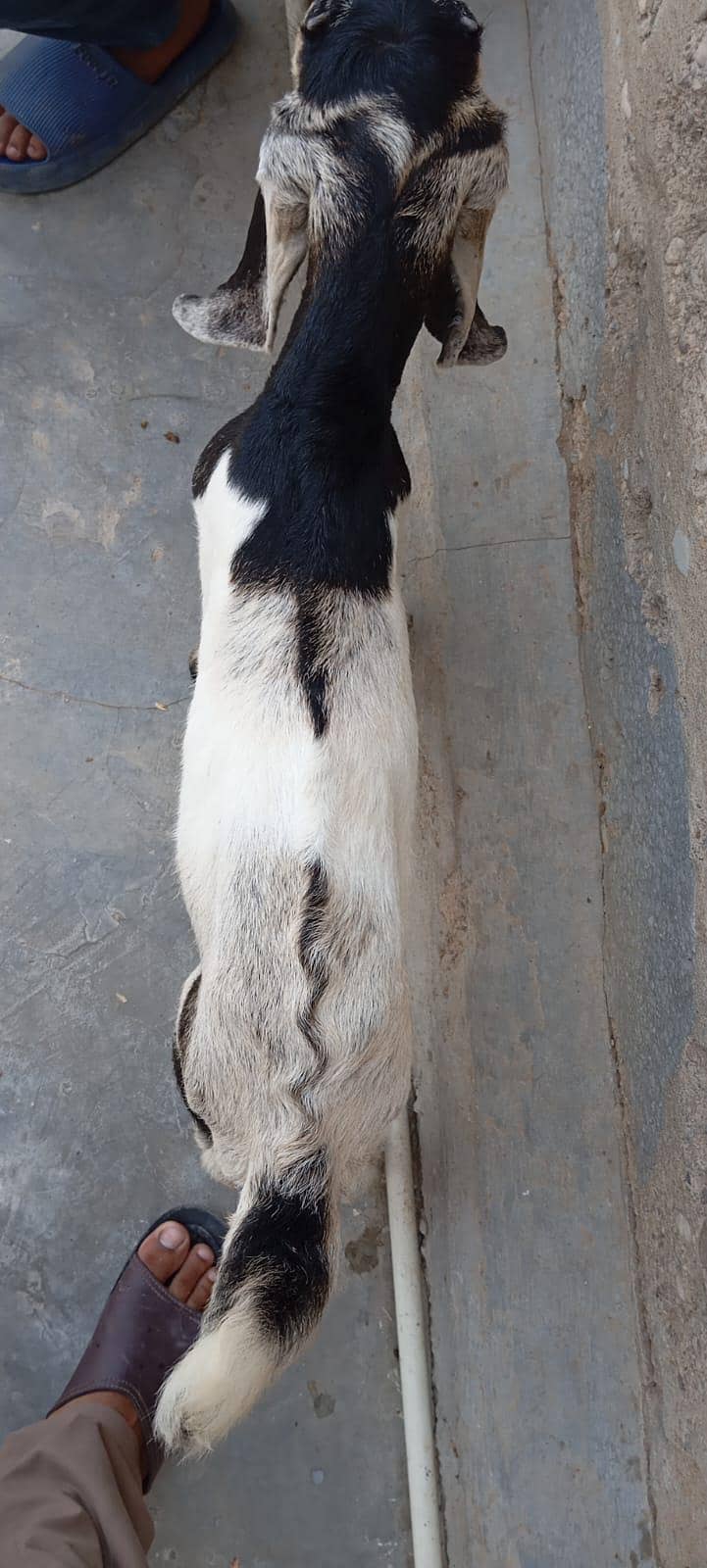 Bakra 2