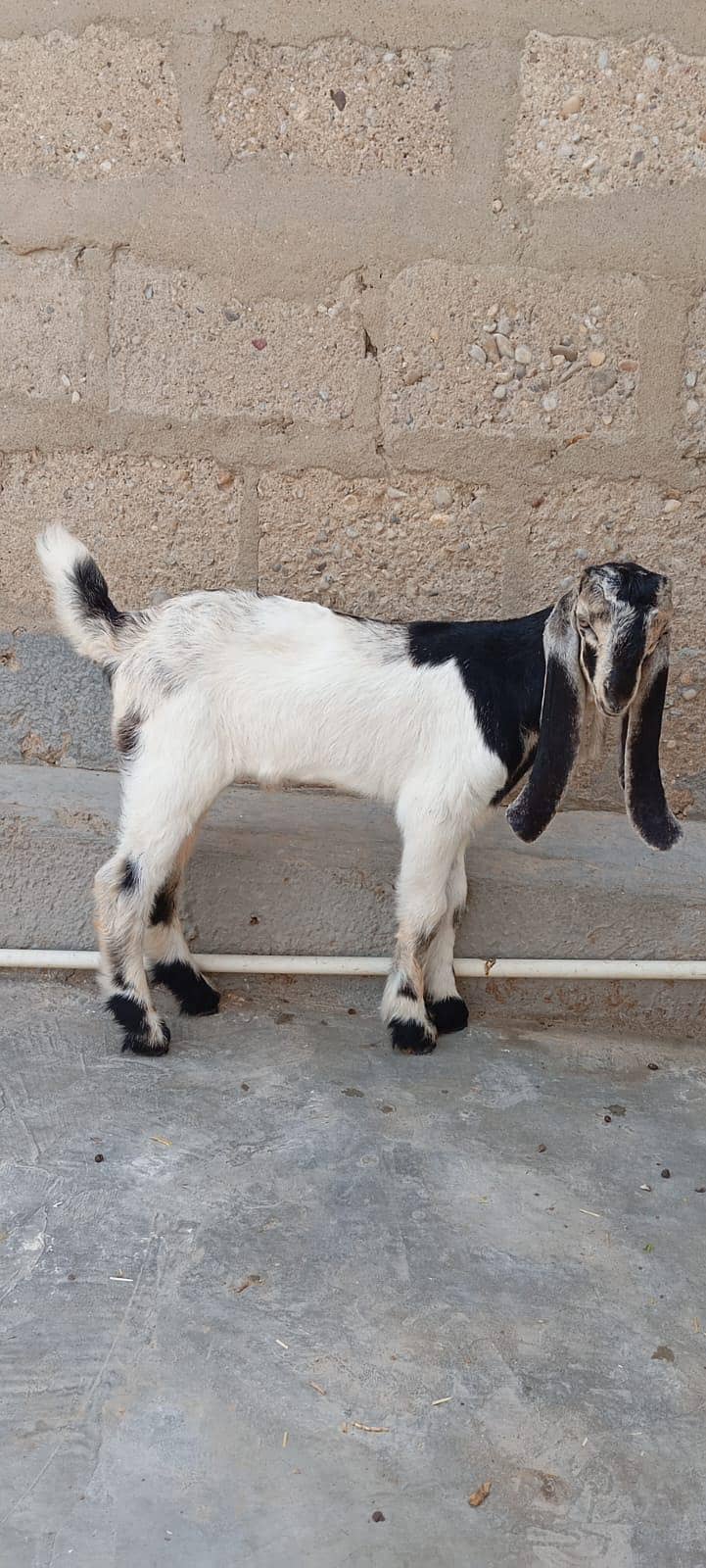 Bakra 3