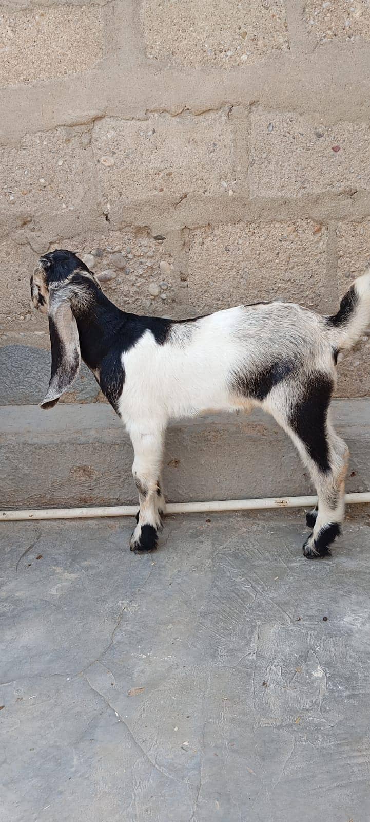 Bakra 4