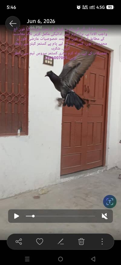 Fancy pigeon