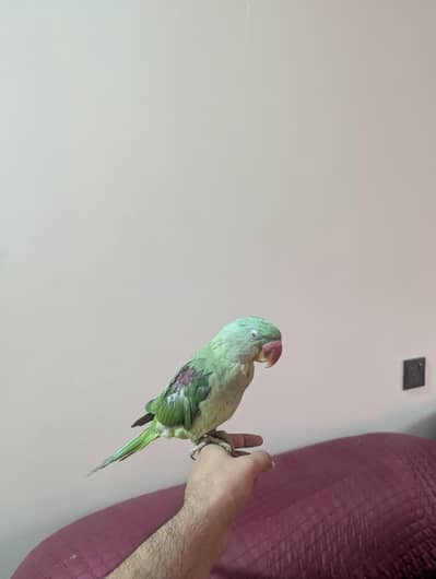 parrot
