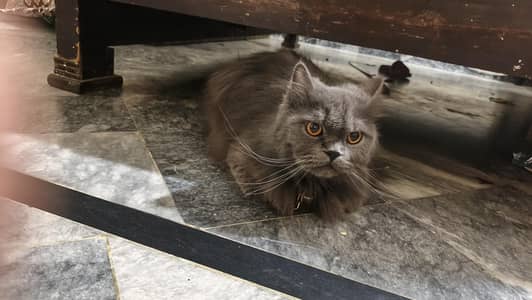 British long hair cat