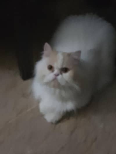 selling of Persian cat ( muffin)