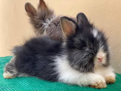 Teddy bear dwarf bunnies pair 5 month