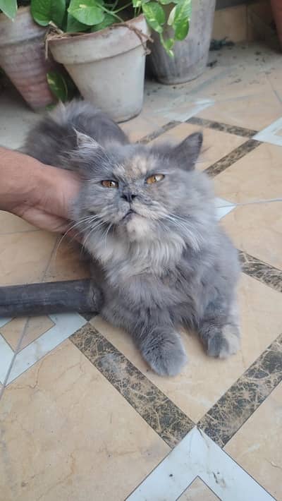 cat for sale