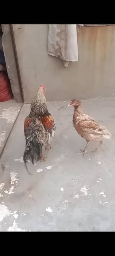 vip male and female