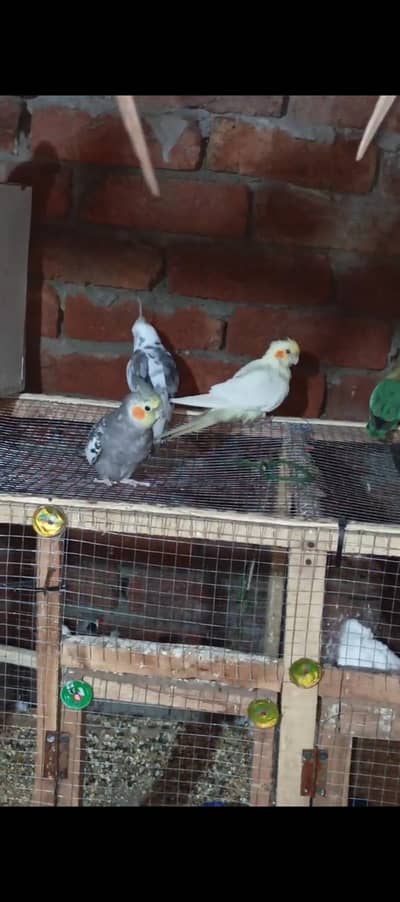 coctail Love Birds