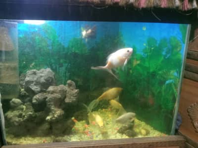 Fish Aquarium for sale