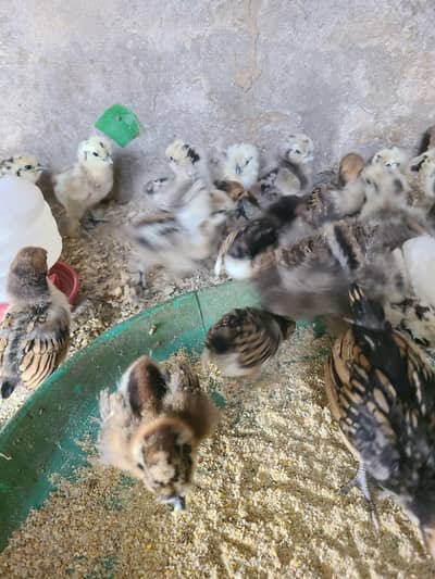 golden sebrite, silkii chicks