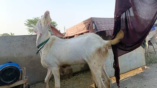pure rajanpuri gulabi bakra for sale what'spp or call num 03707304016