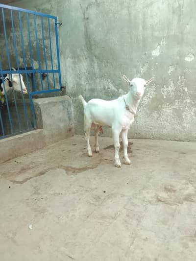 Pure Gulabi Teeda Male kid