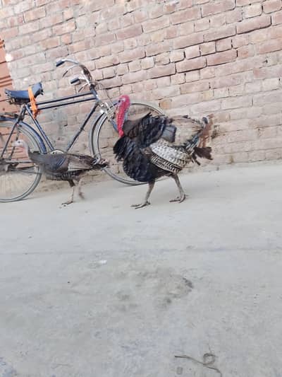 Turkey Bird from 15000