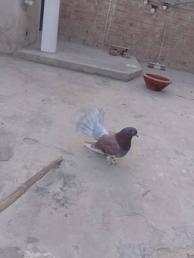 good quality lucky pigeon