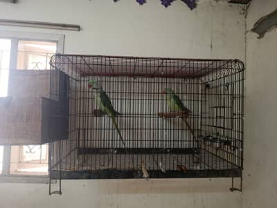 Kashmiri/Alexandria pair parrot breeders with cage and box