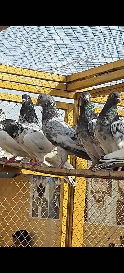 2000 rupy per sale