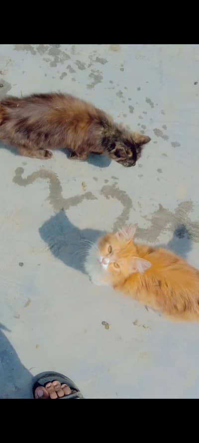 kittens pair and odd eyes male for sale (03266522535) small kittens bi