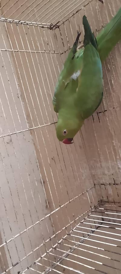 love birds different birds