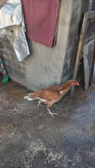 aseel hen