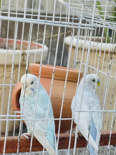 For sale Hogoromo Male × black eyes female and one black eyes pair