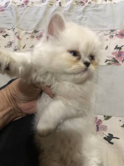 Himalyen kittens