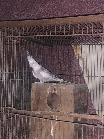 200 % breeder male fellow possible split/ cocktail / breeder