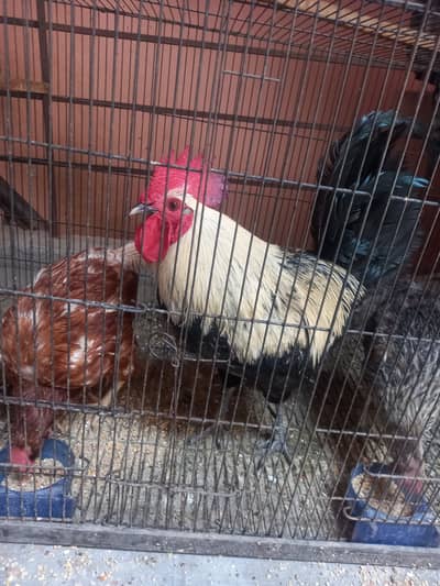 5 egg laying hens 1 big size male