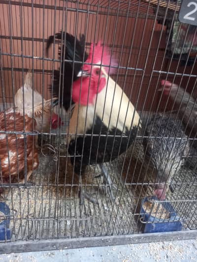 5 egg laying hens 1 big size male