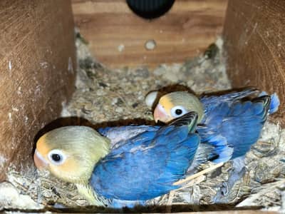 opaline pathy what's app: 0302_6247572
