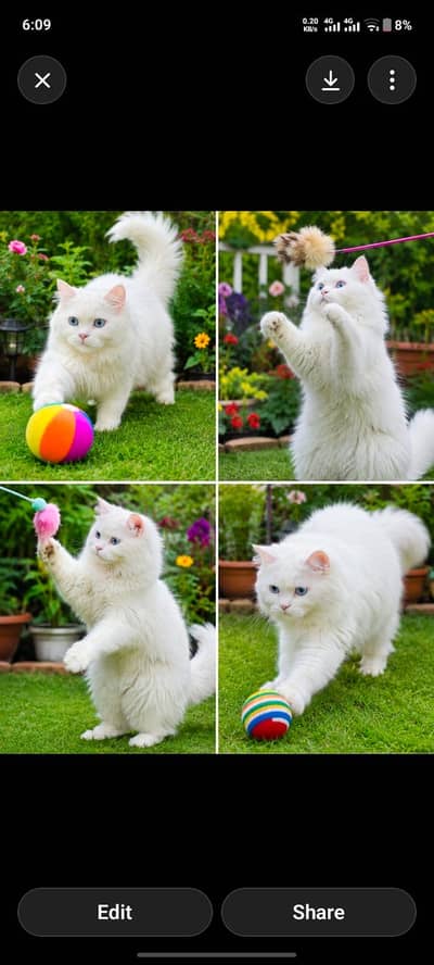 Persion Kittens Different Colors