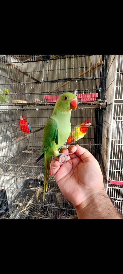 Indian Ringneck Tamed Pair