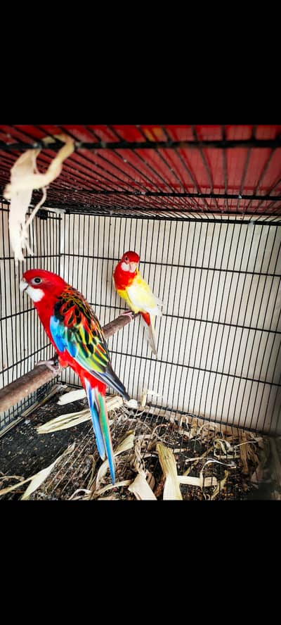 Red into Lutino Rosella Pair