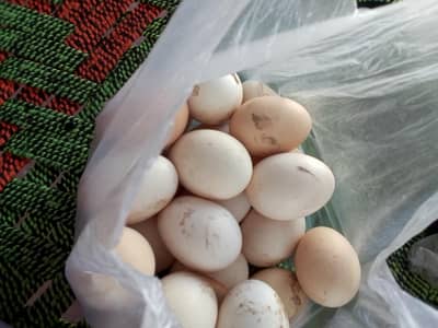 Desi eggs for sale