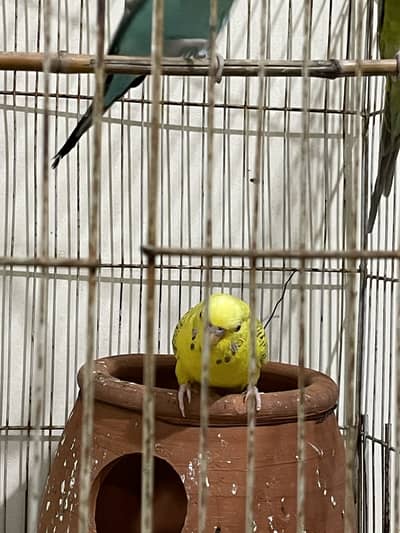 Australian parrots for sale