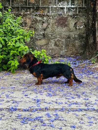 German Dachshund male size of a cat