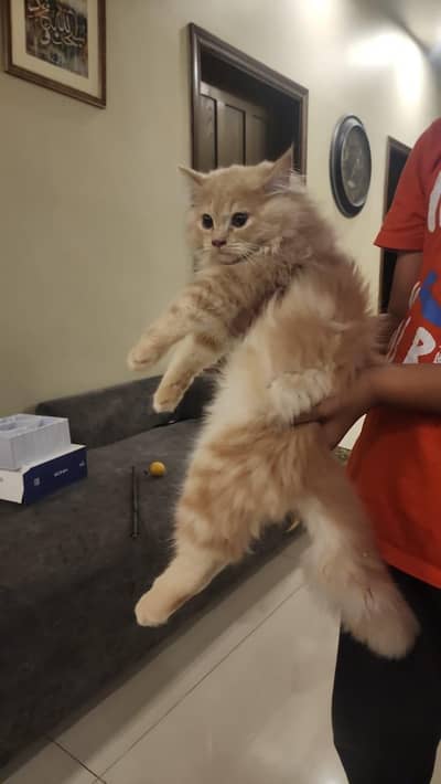 persian cat for sale [urgent]