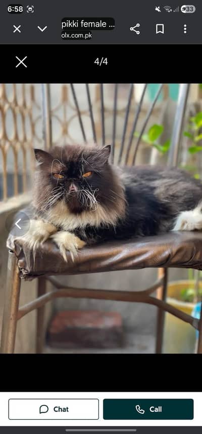 Persian Peki Face Extreme Punch face